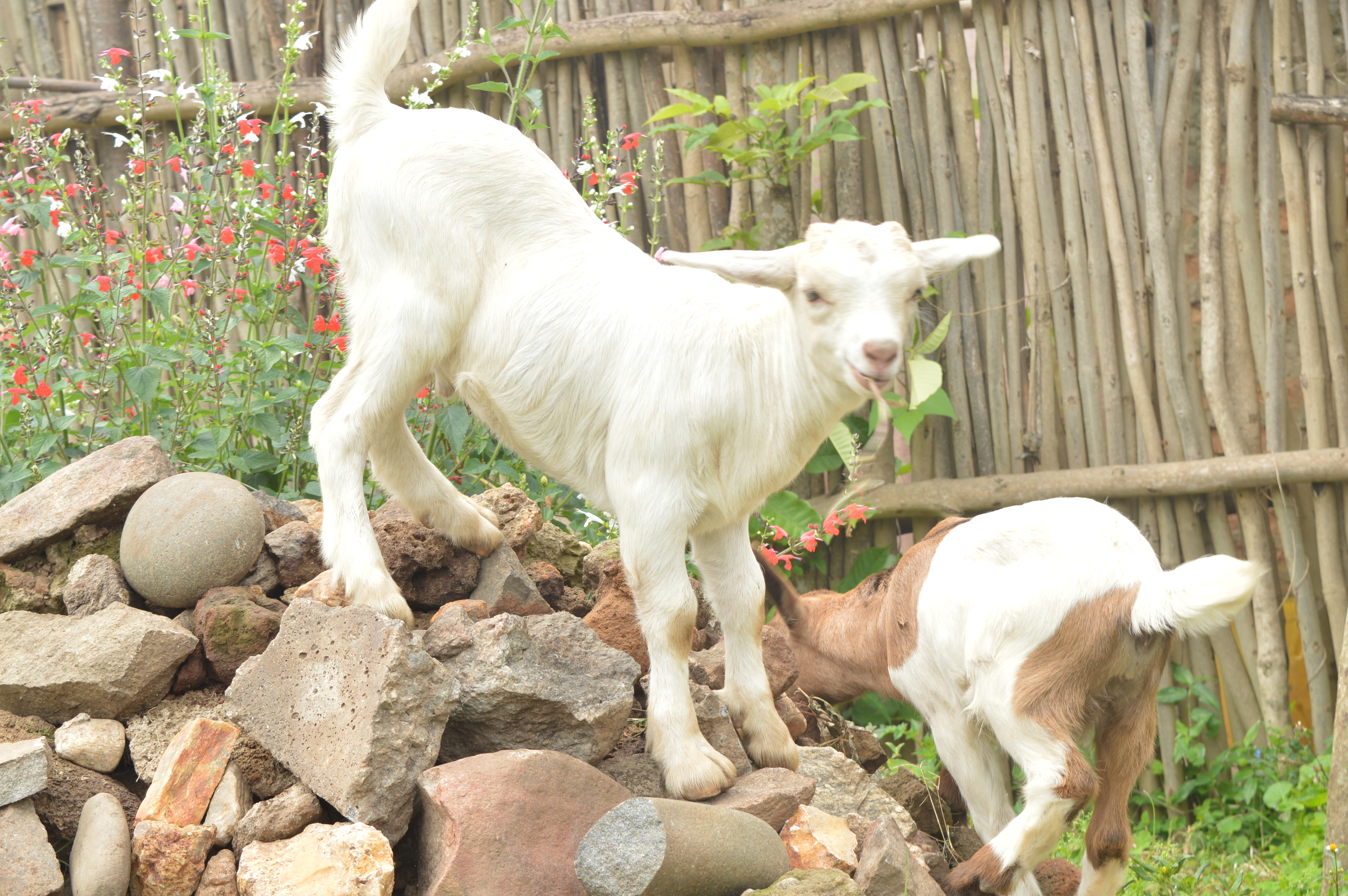 Smallholder Goat Farmers organise to form Cooperative Union.