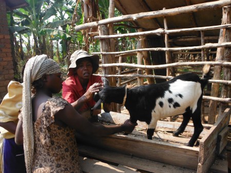 Smallholder Goat Farmers organise to form Cooperative Union.